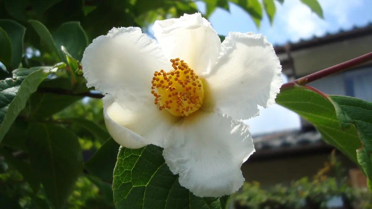 夏椿✨様 リクエスト 2点 まとめ商品 夏椿。｜園芸日記byクール らんちゃん｜みんなの趣味の園芸｜310798