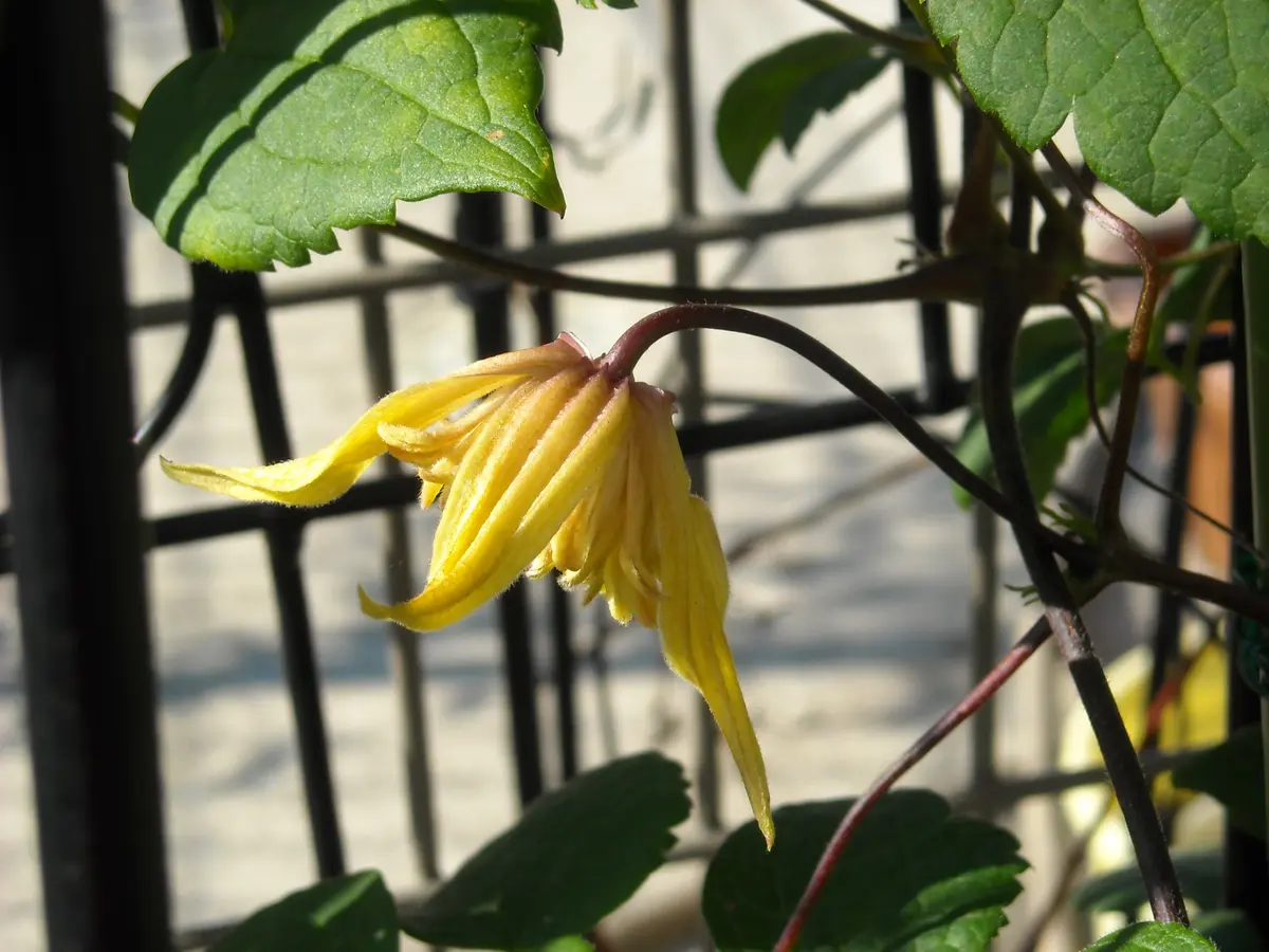 6月上旬のクレマチス 黄色のお花｜園芸日記byサクシュコトニ 