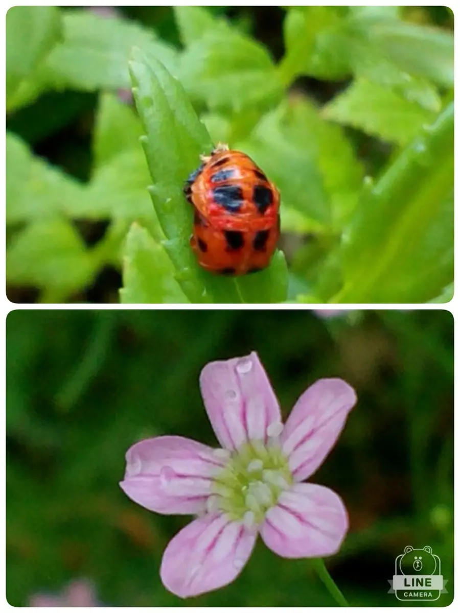 ニナリッチ  てんとう虫ブローチ  週末値下げ ニナリッチ てんとう虫ブローチ 週末値下げ - メルカリ