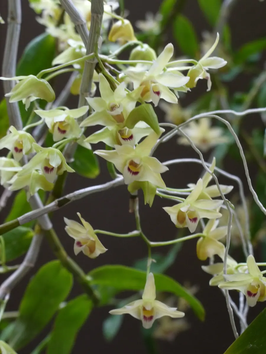 s*p様 山野草 セッコク (希少！ 沖縄県産 キバナノセッコク黄花) 山野草 セッコク (希少！ 沖縄県産 キバナノセッコク黄花