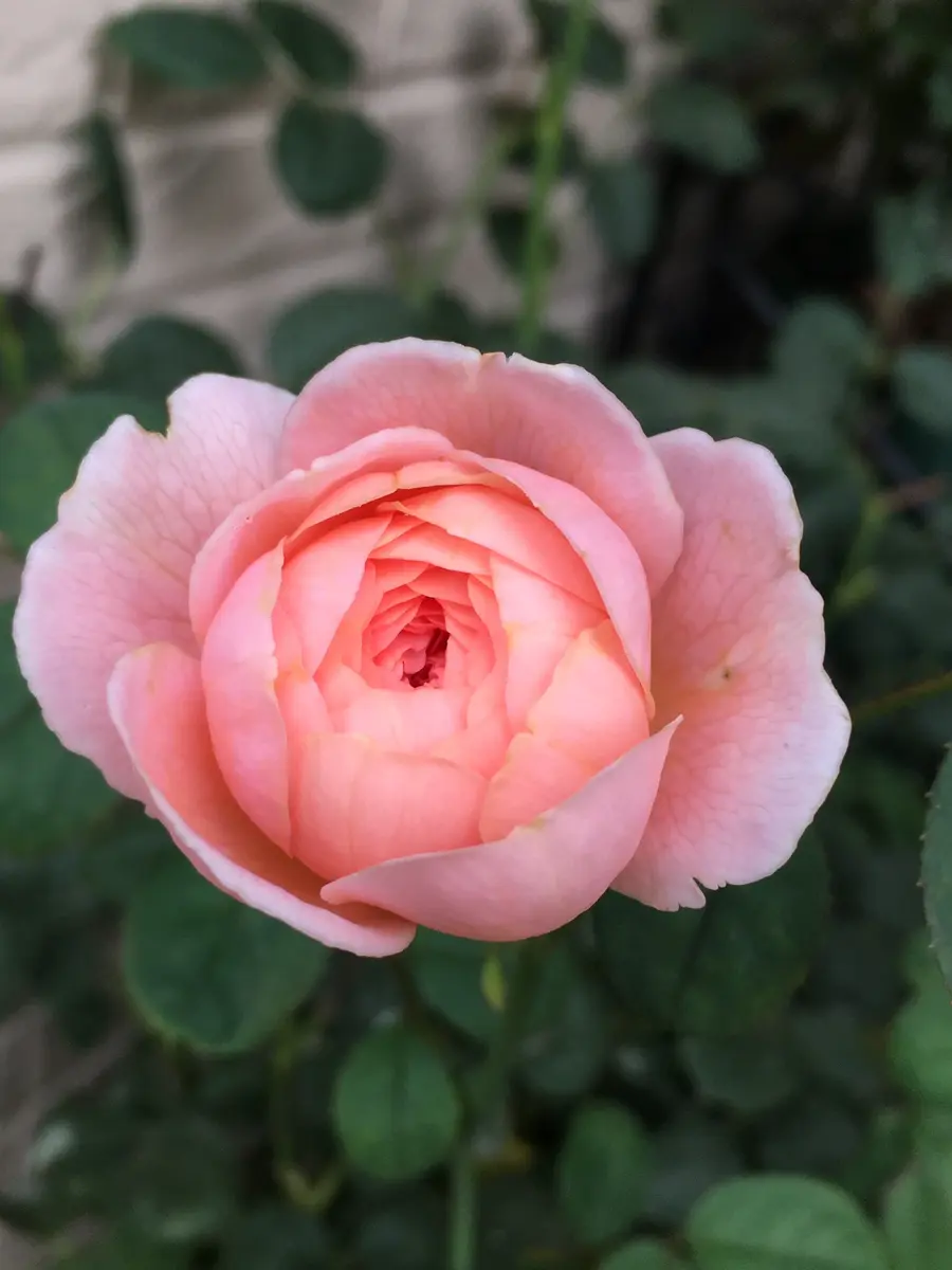 イイね12345ありがとうございます♡｜園芸日記byバイオレット