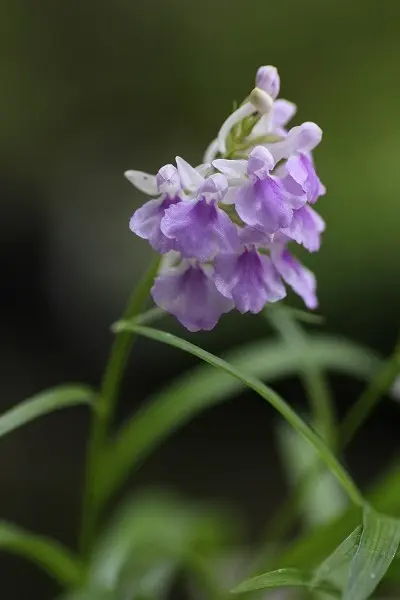 富貴蘭 羅因の光 富貴蘭 二十四の瞳 楽天市場】富貴