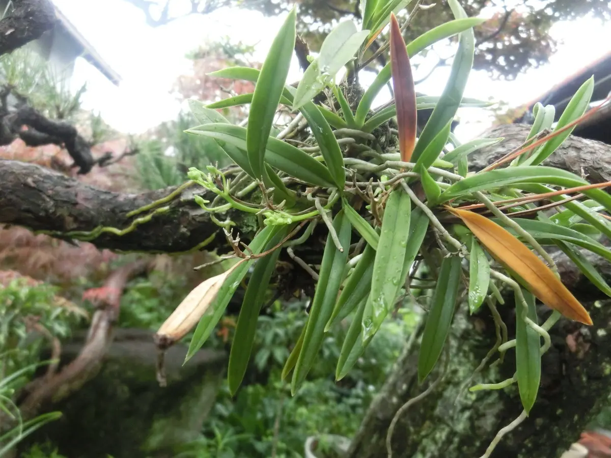 風蘭咲きました｜園芸日記by菊一｜みんなの趣味の園芸｜314105