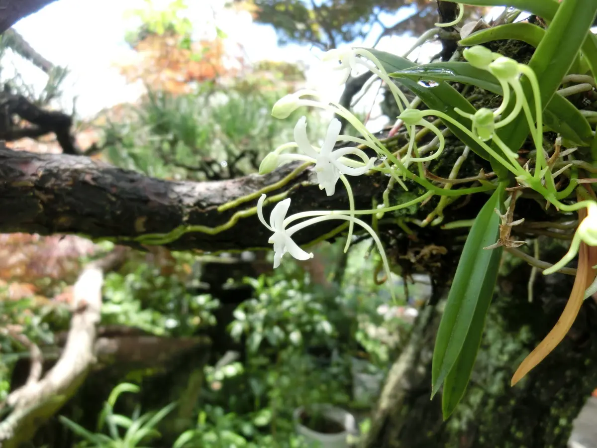 風蘭咲きました｜園芸日記by菊一｜みんなの趣味の園芸｜314105
