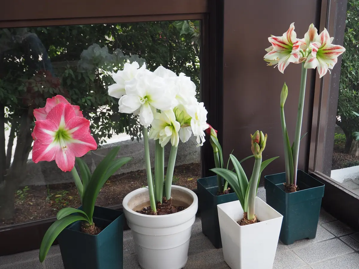 AIで作った フリル アマリリス 黒 球根 AIで作った アマリリス 黒 球根 アマリリスとは｜育て方がわかる植物