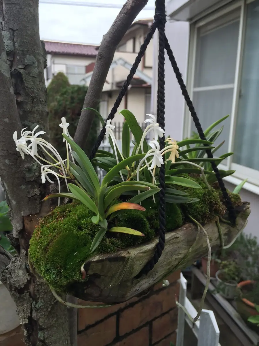 富貴蘭（風蘭） 今年も花が咲きました｜園芸日記bySYUN