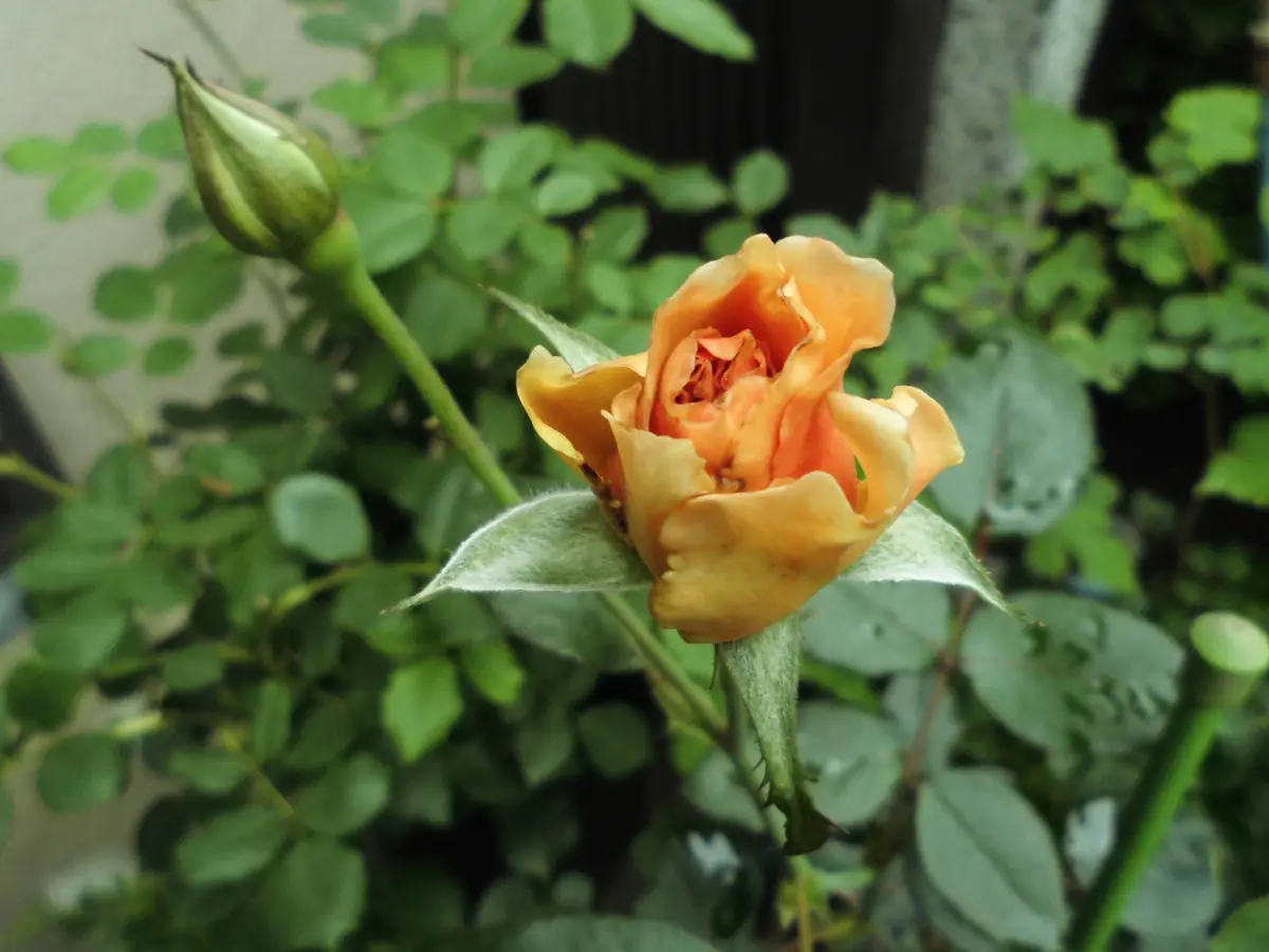 ジュリア うかつなミス 挿し木1年目の花｜園芸日記byネムネコ 