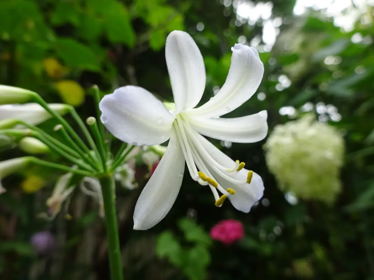 アガパンサス シルバーベイビー｜園芸日記byヒロ｜みんなの趣味の園芸