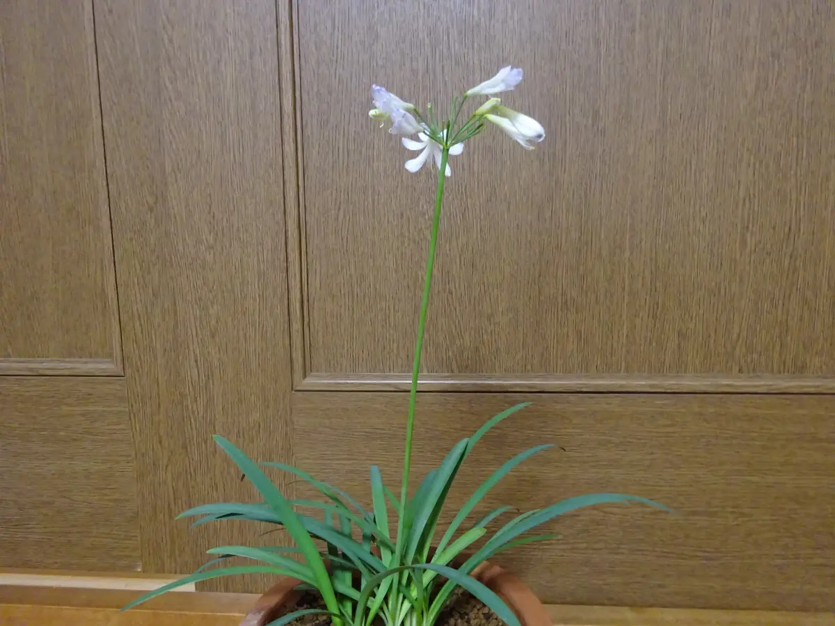 アガパンサス シルバーベイビー｜園芸日記byヒロ｜みんなの趣味の園芸