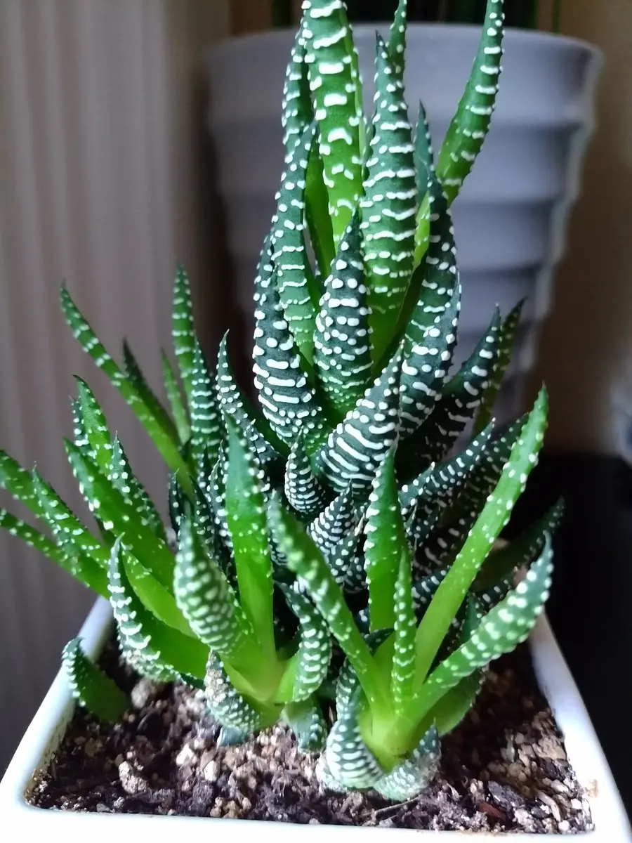 ❣️厳選❣️多肉植物❣️ハオルチア❣️十二巻(群生美株)❣️鉢