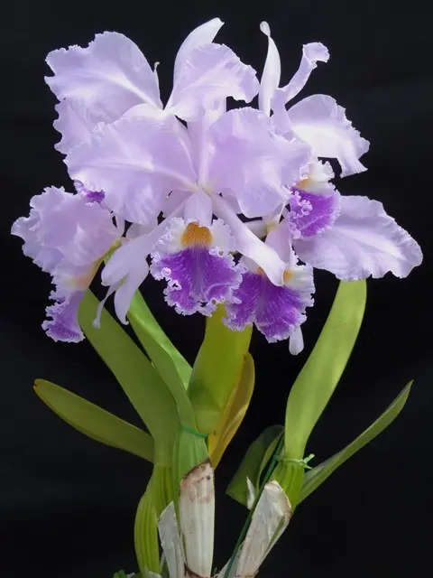 Cattleya 様 確認 楽しかっ