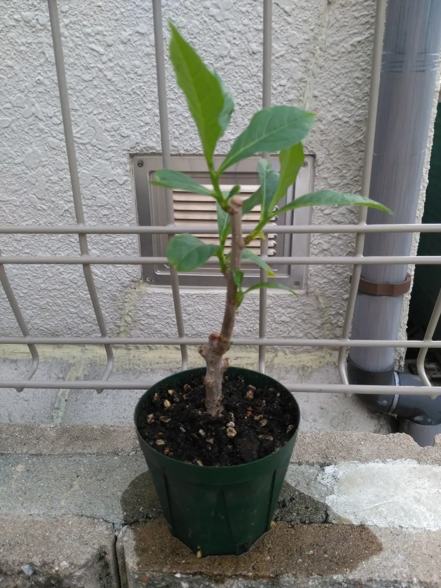 バオバブ、挿し木｜園芸日記by芋焼酎｜みんなの趣味の園芸｜316492