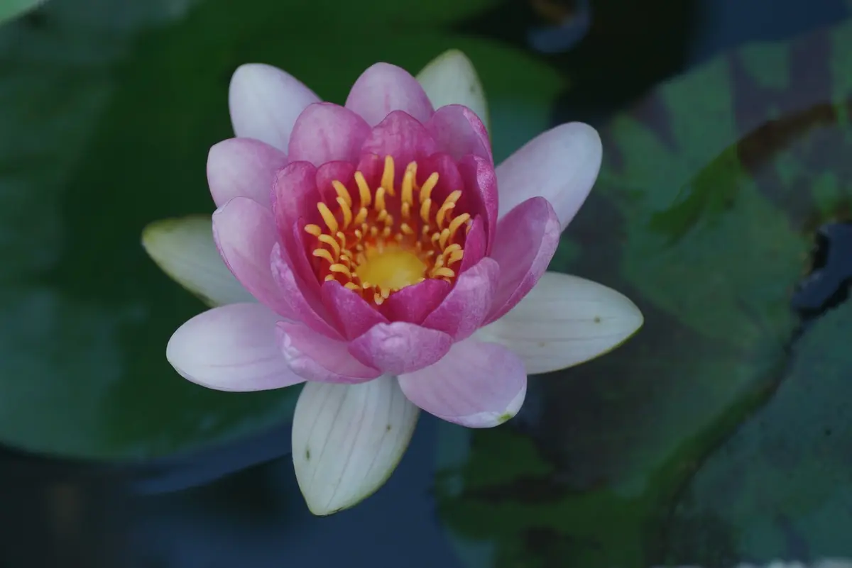 温帯睡蓮 ダーウィン（植えかえ） | いちごの森