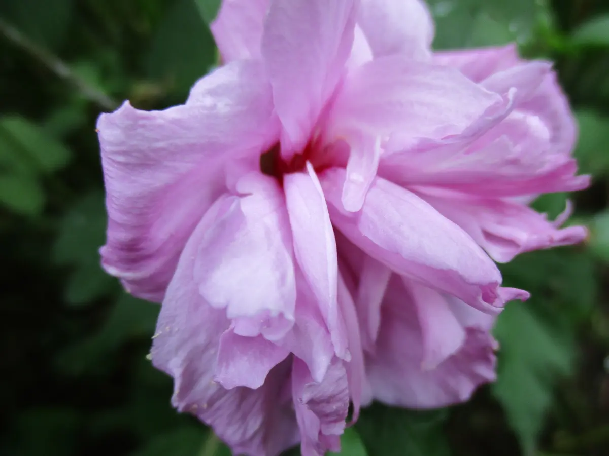 ムクゲ3種類、咲いていました💖｜園芸日記by撫子🌹｜みんなの