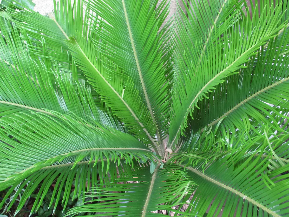 ソテツ 多数株 panda様用 ソテツ 多数株 panda様用 【公式通販】