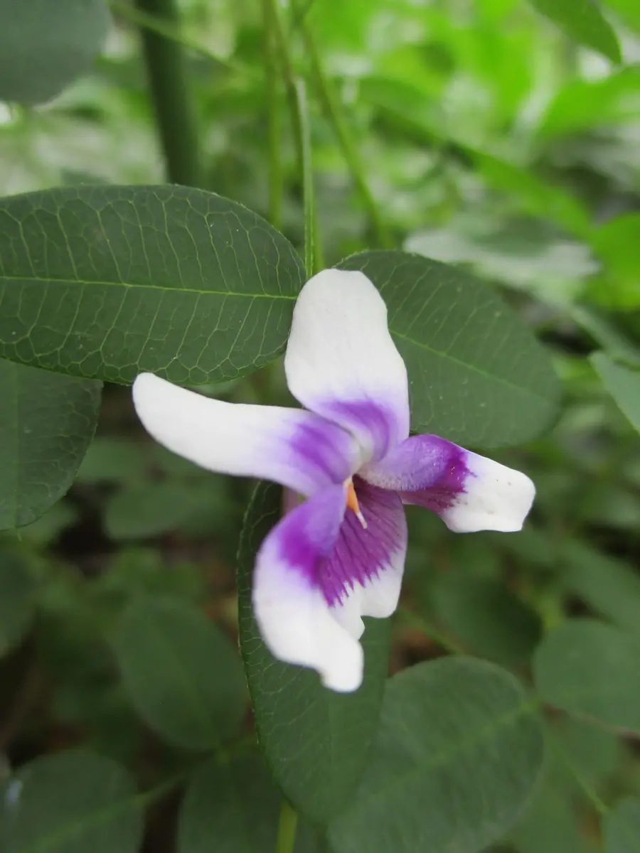 ソテツ 多数株 panda様用 【公式通販】