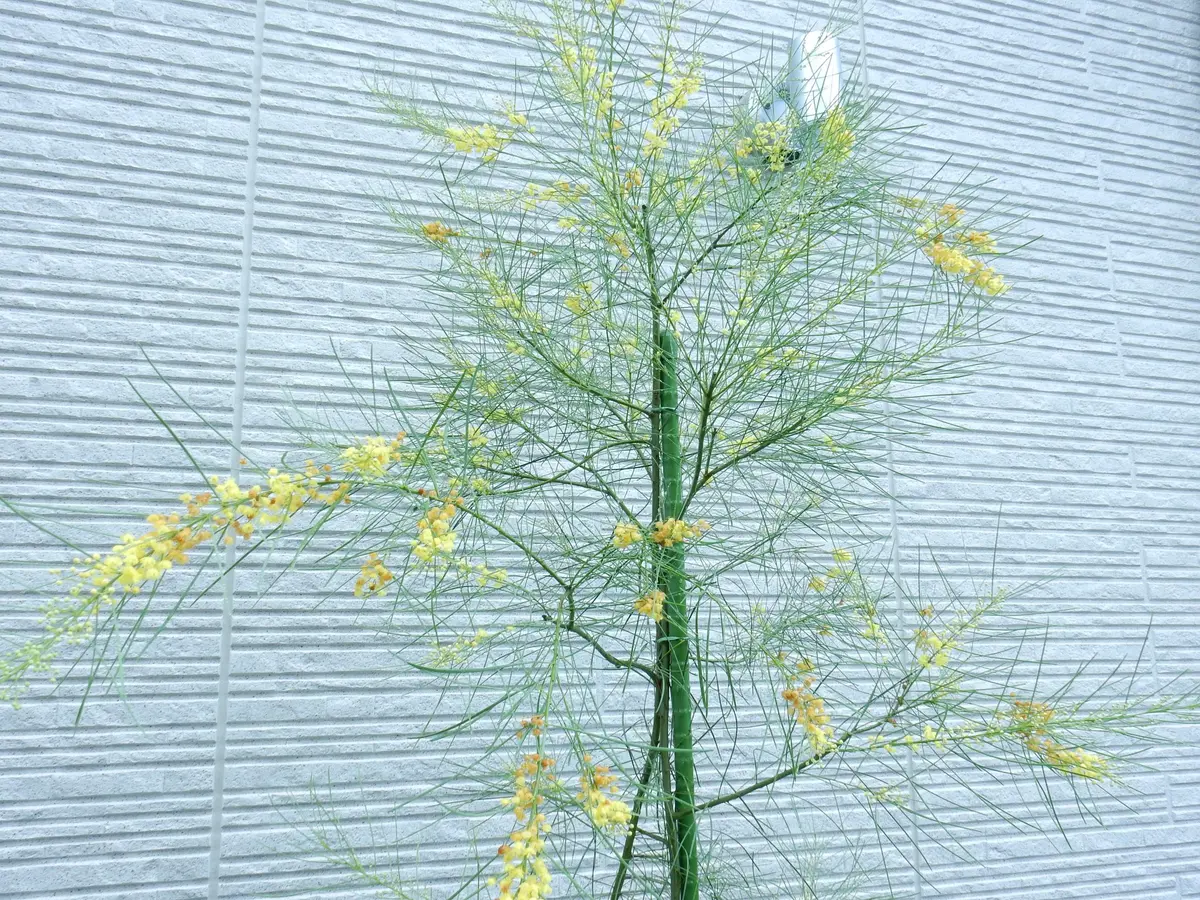 ぱど太郎ページ　四季咲き♡アカシア　オールリーフワトル　鉢植え　 ミモザ 超希少！ミモザ アカシア オールリーフ○オールリーフワトル