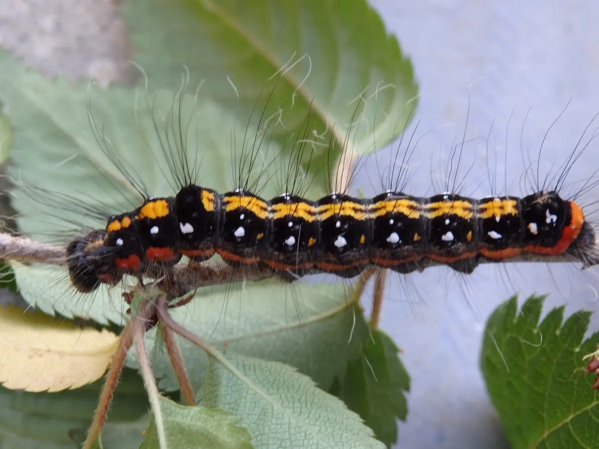 イケてる毛虫？拡大注意(^ω^)｜園芸日記bySakurasou｜みんなの趣味の