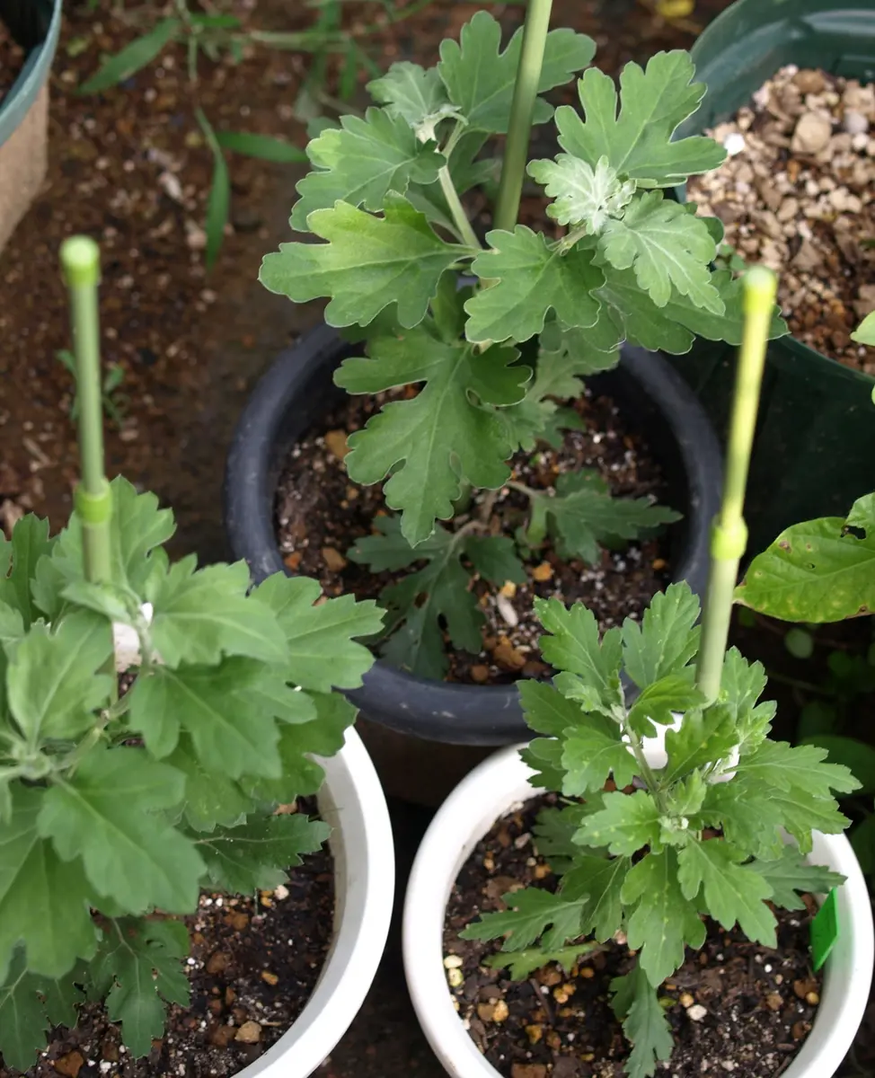 江戸菊　黄八丈冬至芽苗 江戸菊 黄八丈冬至芽苗 咲き姿が二度楽しめる】江戸菊（えど