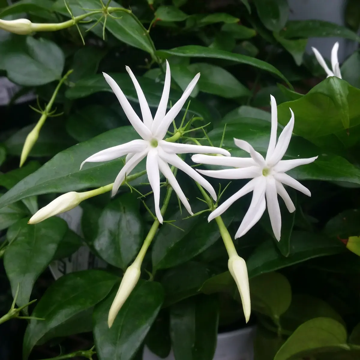 ジャスミン　他の方はご遠慮下さいませ ジャスミンの仲間｜園芸日記by金子 明人｜みんなの趣味の園芸｜319488