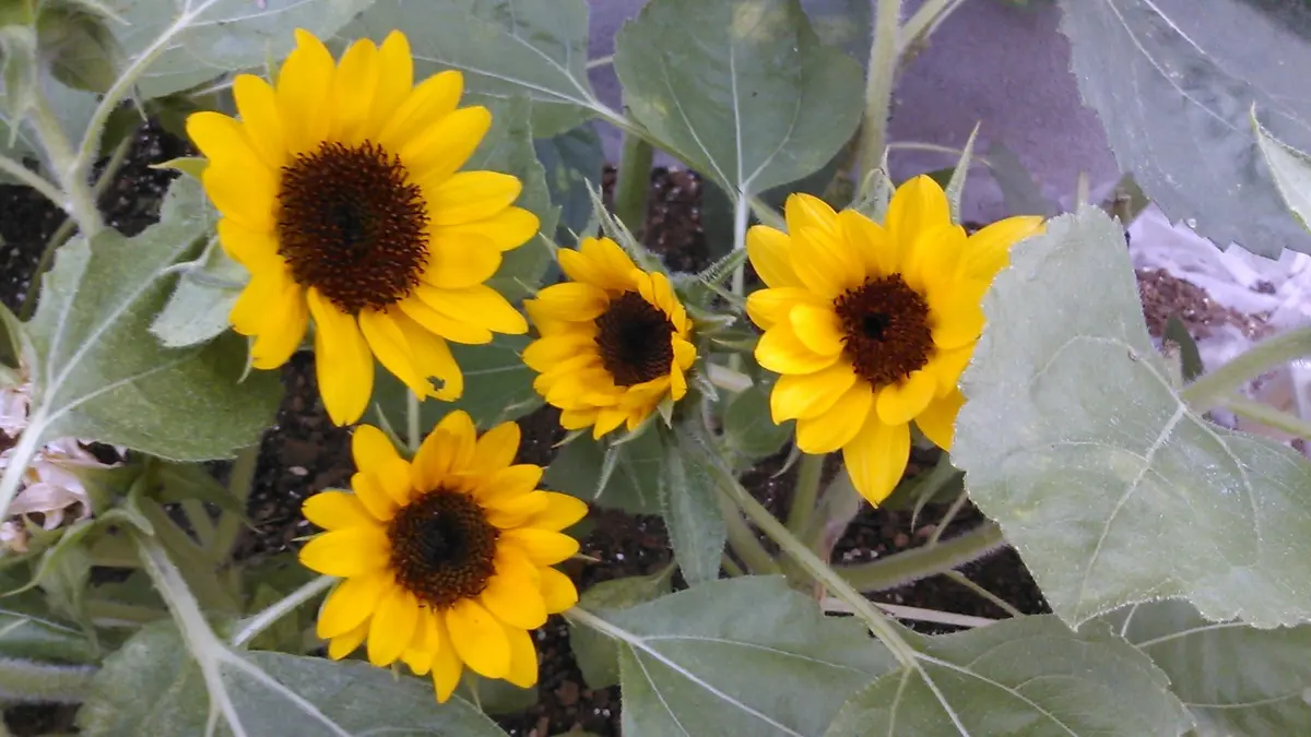 ひまわり小さいトリプル【1353】