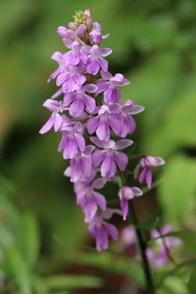 富貴蘭「緋燕」 アワチドリ 極姫ノバラ｜園芸日記bystockton｜みんなの