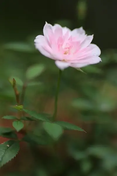 富貴蘭「緋燕」 アワチドリ 極姫ノバラ｜園芸日記bystockton