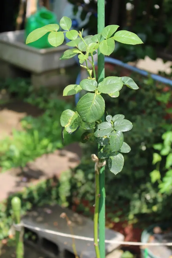 夏っぽいものたち5点セット、バラでも平気です。 夏っぽいものたち5点セット、バラでも平気です。