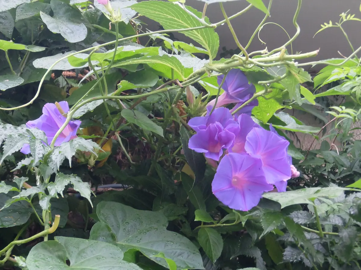 琉球朝顔105個咲きました｜園芸日記byrumikoh｜みんなの趣味の