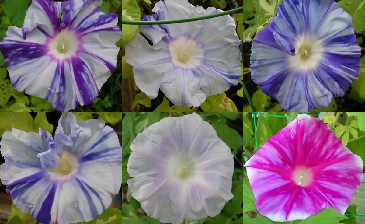 絞り咲き朝顔(混合）さて花の色は？｜園芸日記bytomoko81