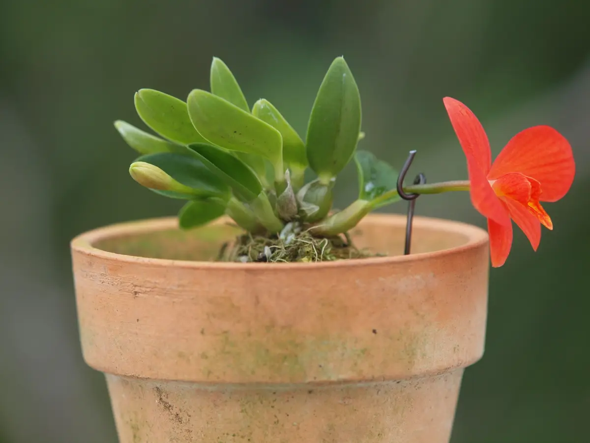 カトレア ピグメア｜園芸日記byreosaku｜みんなの趣味の園芸｜321523
