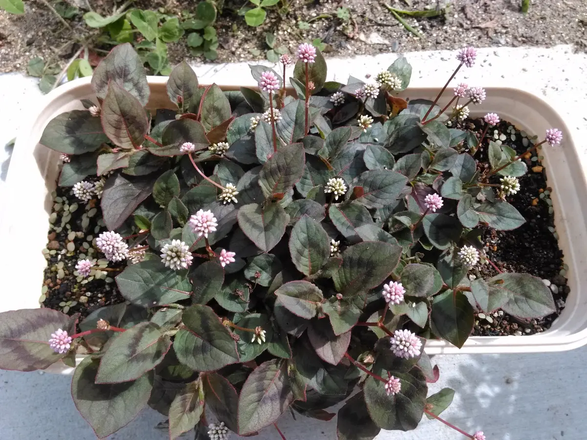 ポリゴナムご相談 ポリゴナムご相談