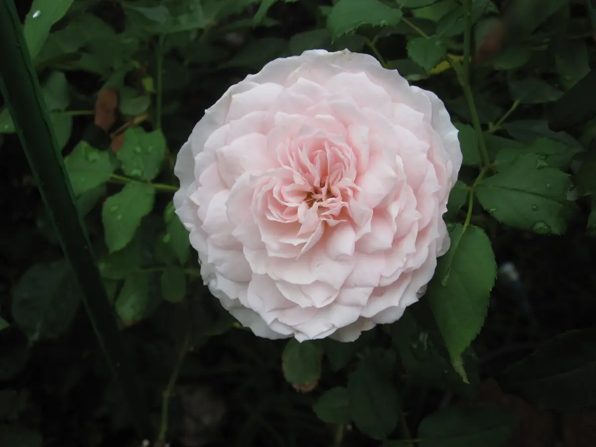 ピンクゼラフィンサス・薔薇（みさき）・ジャスミン｜園芸日記