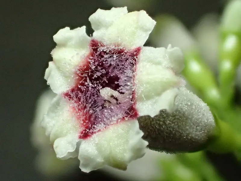 ヘクソカズラの花｜園芸日記by千葉県立中央博物館 生態園｜みんなの