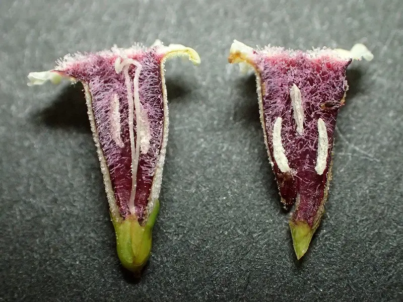 ヘクソカズラの花｜園芸日記by千葉県立中央博物館 生態園｜みんなの