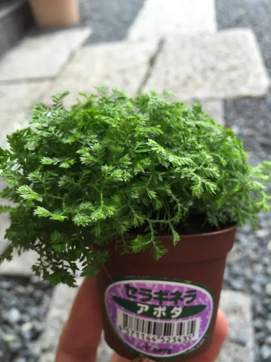 観葉植物を買ってきました｜園芸日記by秦夫人｜みんなの趣味の