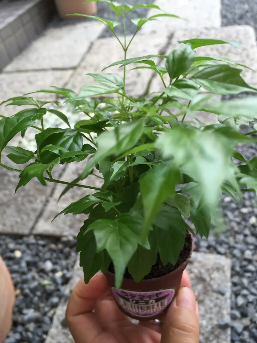観葉植物を買ってきました｜園芸日記by秦夫人｜みんなの趣味の