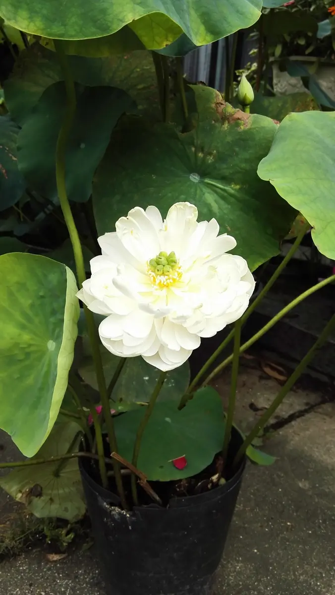 お手軽😉蓮の水栽培｜園芸日記byれんげのはな｜みんなの趣味の園芸｜322550