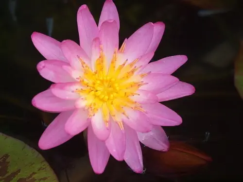 スイレンの日記一覧|reosakuさんの園芸日記-みんなの趣味の園芸
