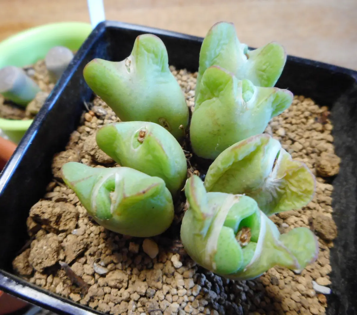 コノフィツムが脱皮してます！｜園芸日記byクール らんちゃん