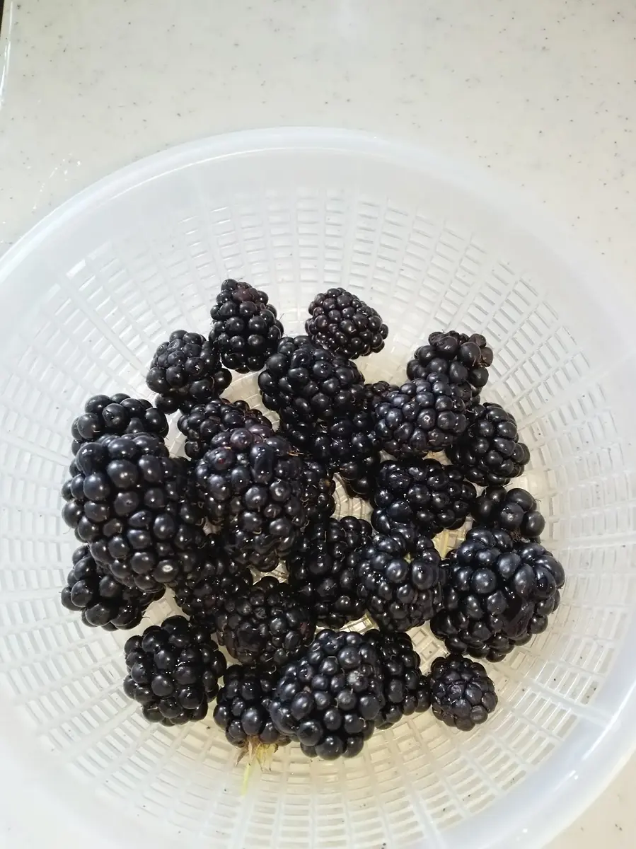 ブラックベリージュース🍹｜園芸日記byマンゴー｜みんなの趣味の園芸