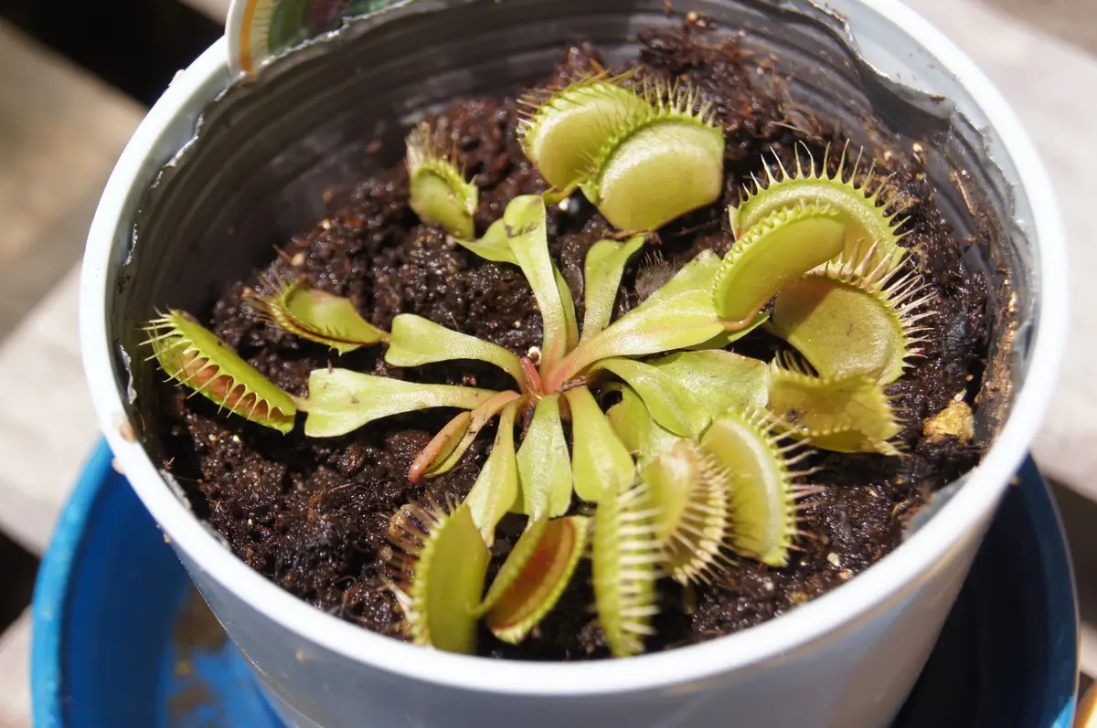 食虫植物が仲間入り！｜園芸日記byドラゴンタッチ｜みんなの趣味の園芸