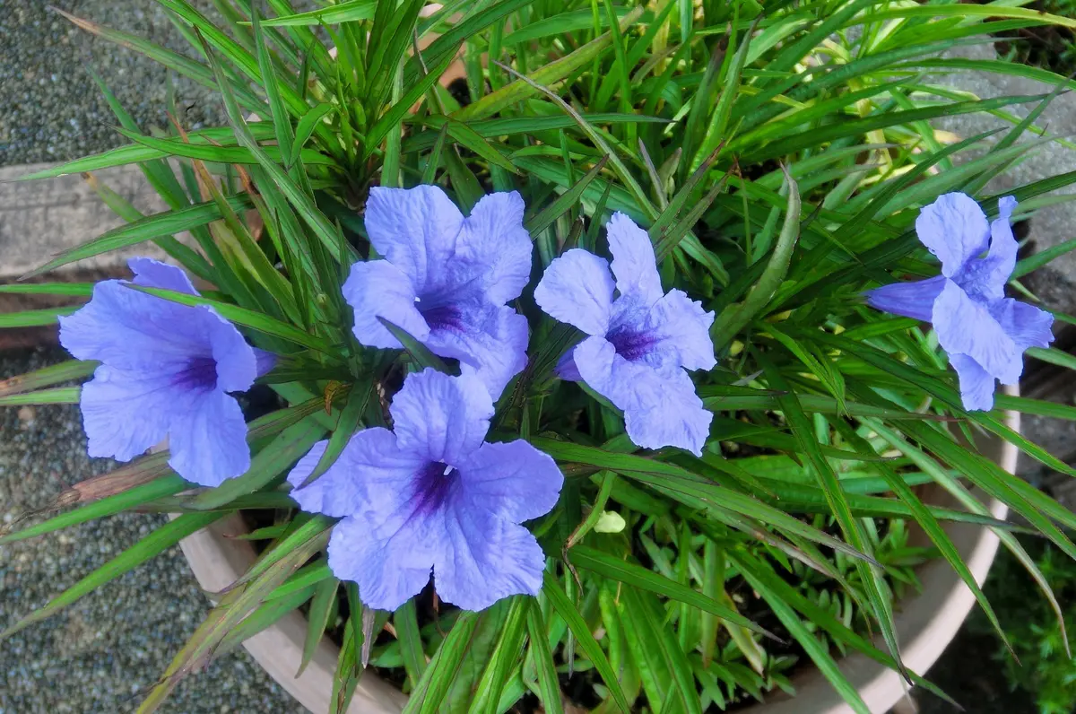 こんもり～～｜園芸日記byfuchi｜みんなの趣味の園芸｜323863