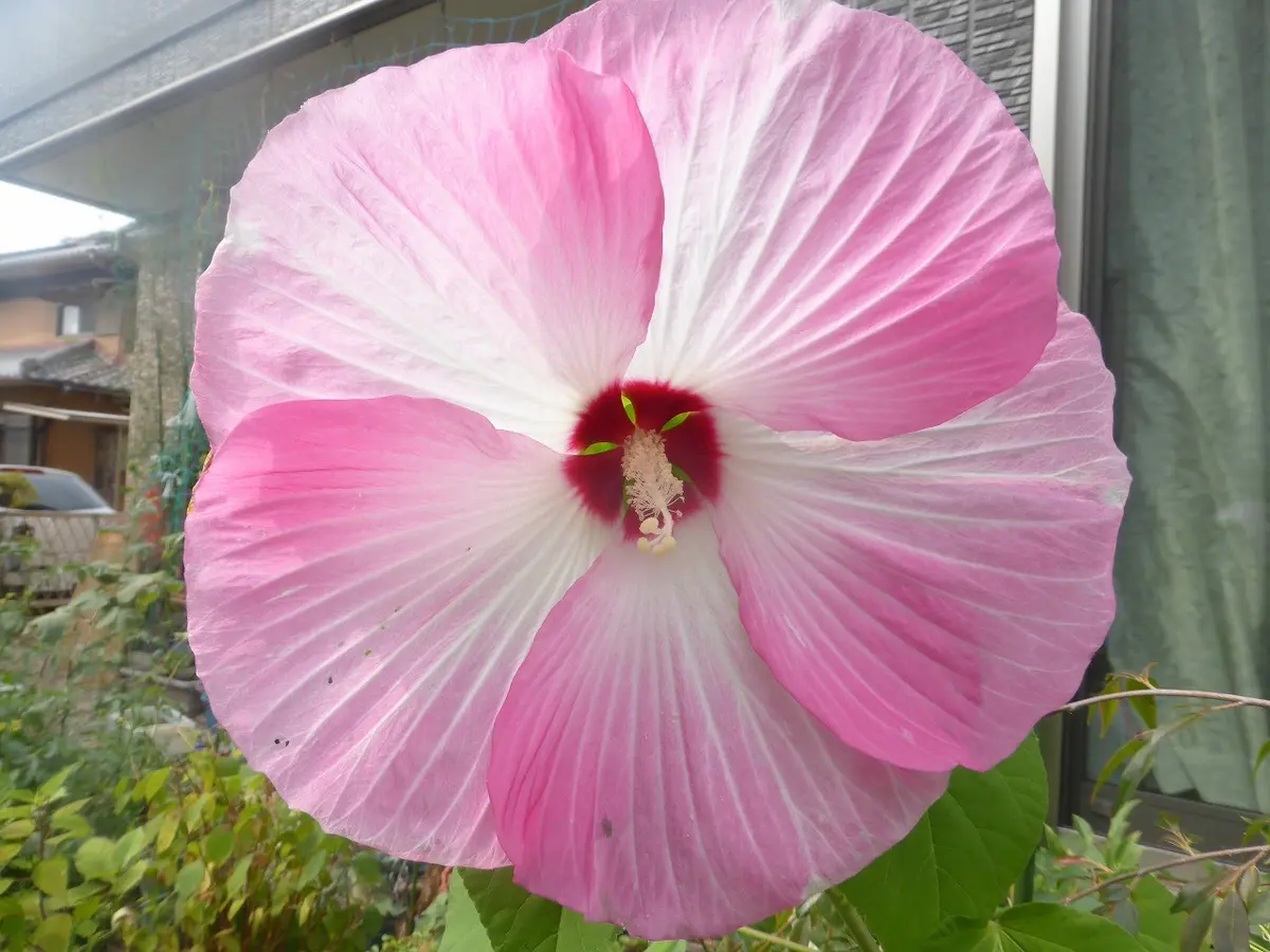 お徳な超わけありD アメリカフヨウ (草芙蓉) 大株苗 お徳な超わけありD アメリカフヨウ (草芙蓉) 大株苗 お徳な超