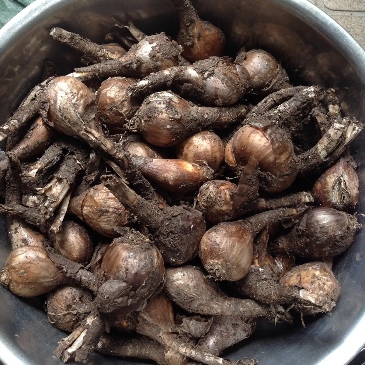 リコリス球根❗️忘れていました。｜園芸日記byみれママ｜みんなの趣味