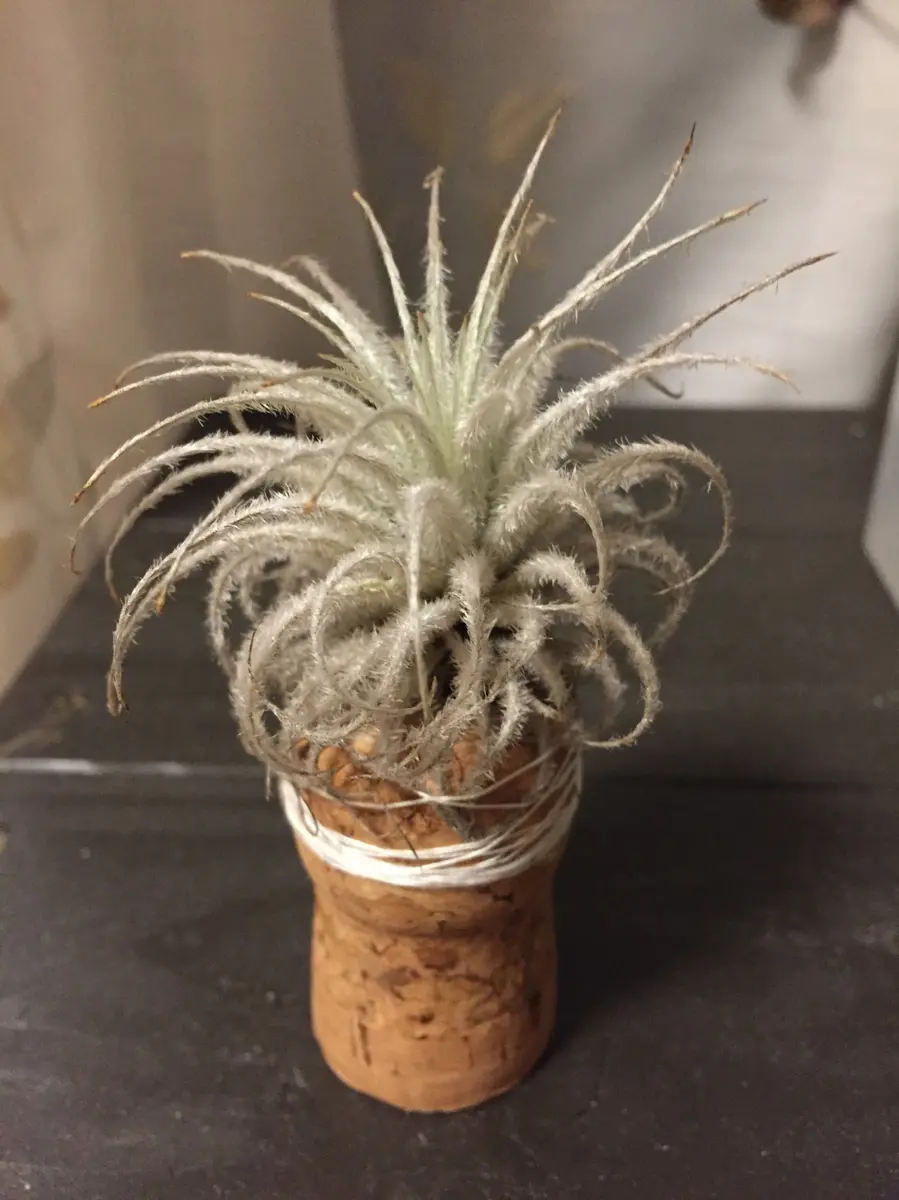 チランジア　テクトラム　Tillandsia コルク付け テクトラムをコルクにくくりつけた｜園芸日記by風光る｜みんなの趣味の