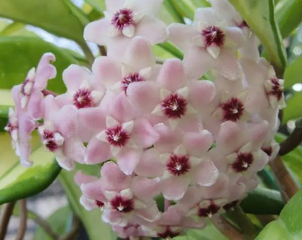 ホヤ サクララン ヘウスケリアナ イエロー ホヤ植物 植物 珍奇