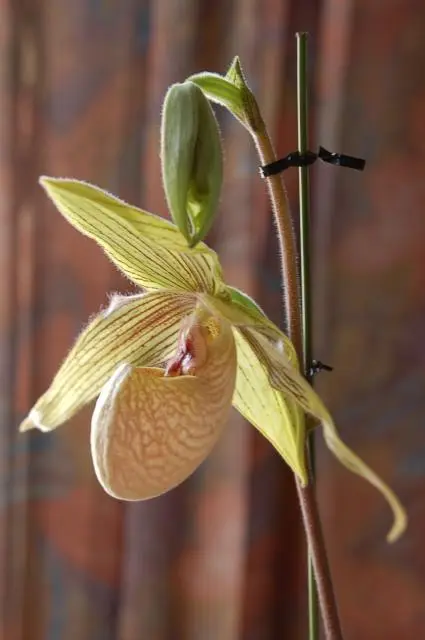 Paph.HaroldKoopowitz咲きました｜園芸日記byせいざえもん