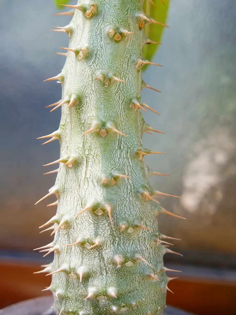 パキポディウム ロスラーツム｜園芸日記byよっこら｜みんなの趣味の