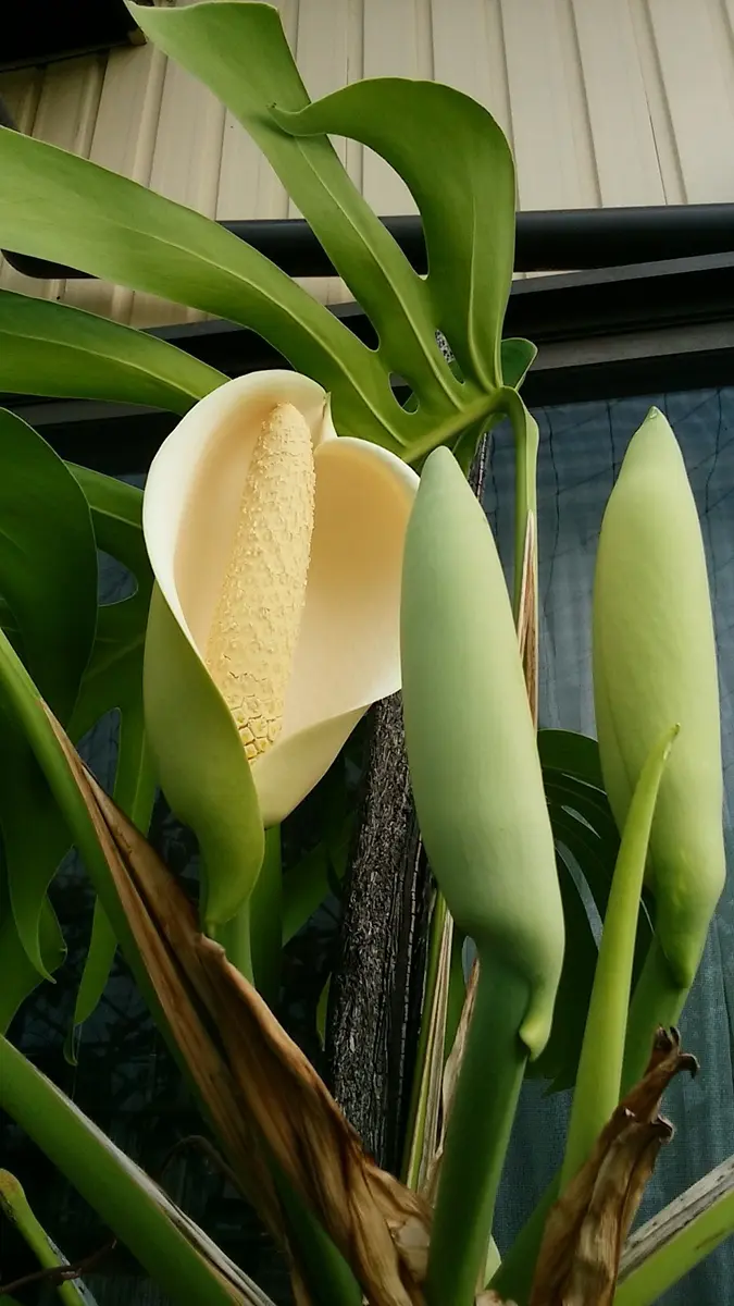 モンステラの花が咲き始めました。｜園芸日記byいでさわ｜みんなの趣味